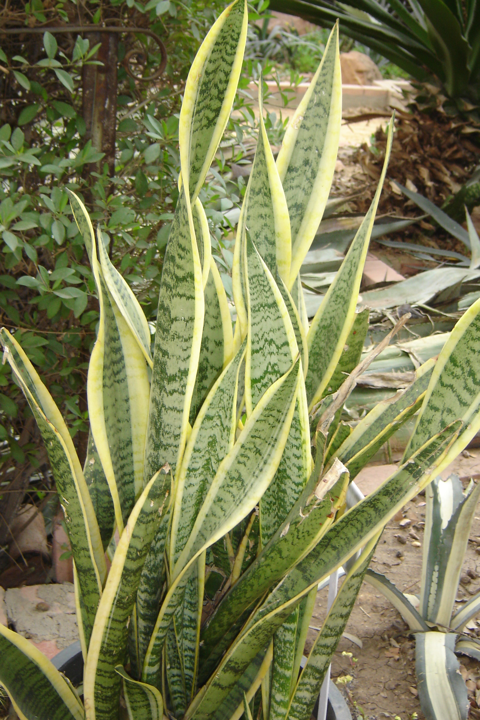 Sansevieria trifasciata